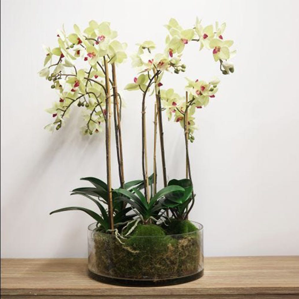 Pale Green Orchid in Glass Pot