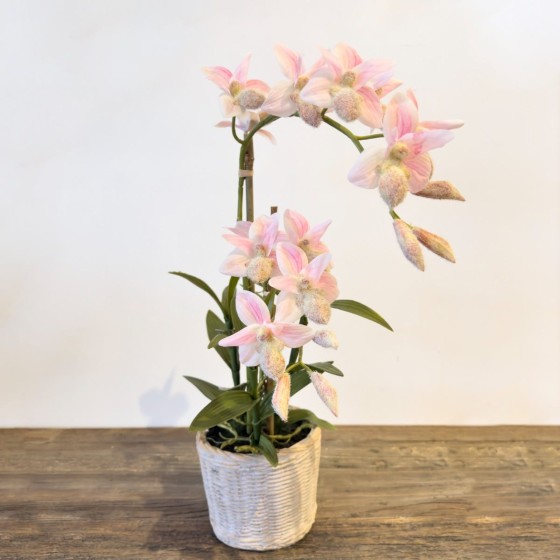 Pale Pink Orchid in Neutral Woven Pot