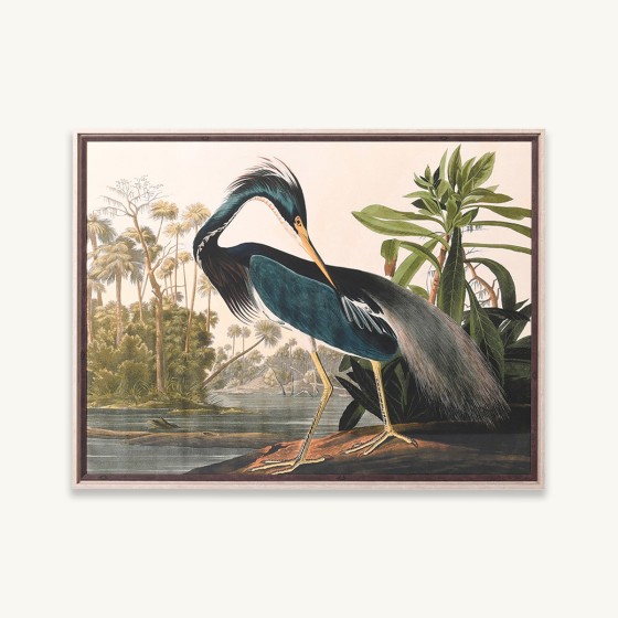 Teal Tropical Heron Picture