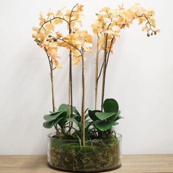 Peach Orchid in Glass Pot