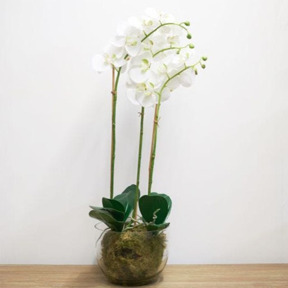 White Orchid Phalaenopsis Plant